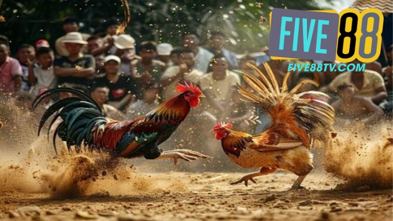 Đá Gà Five88 